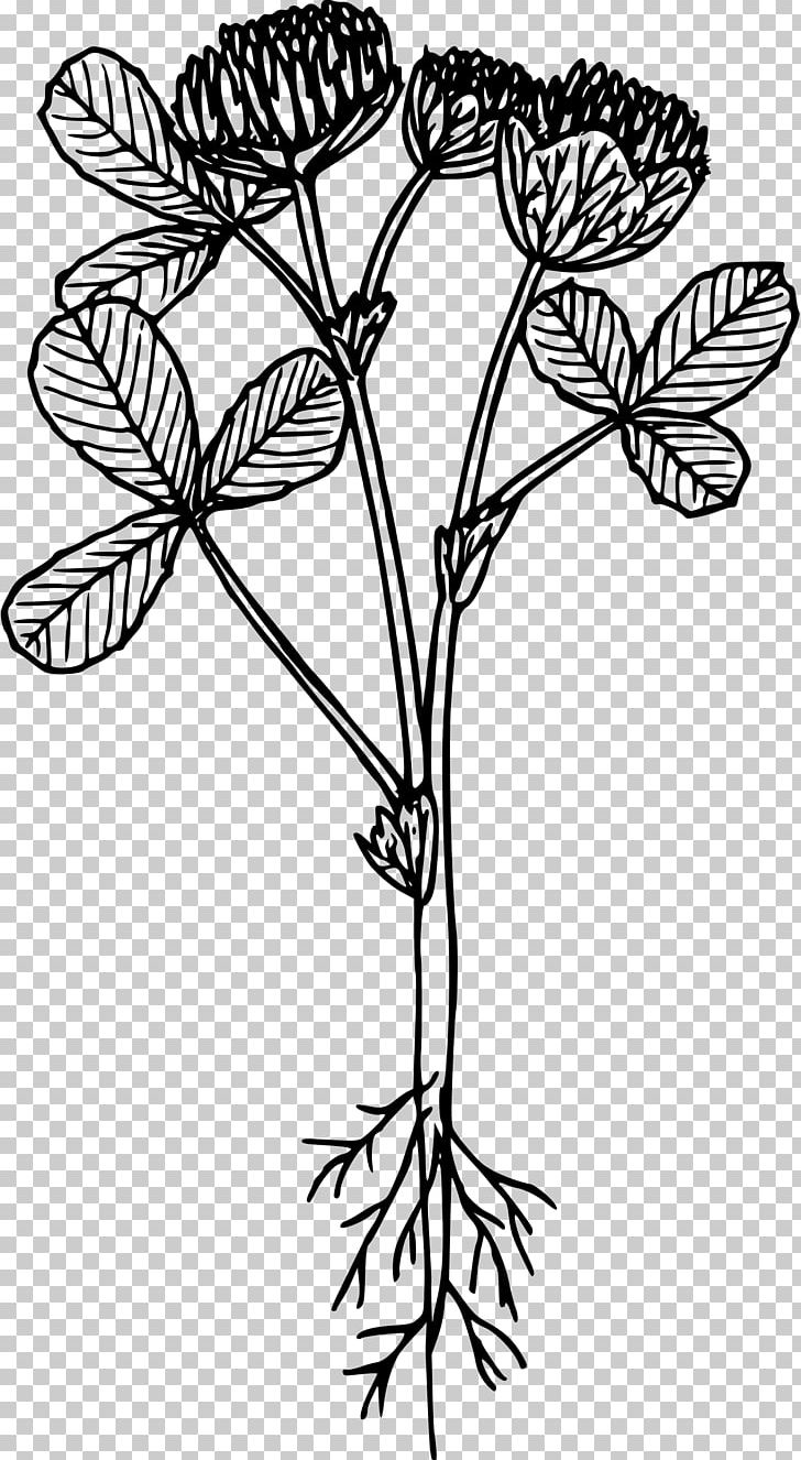 Line Art Drawing Flower PNG, Clipart, Black And White, Branch, Clover, Computer Icons, Cut Flowers Free PNG Download