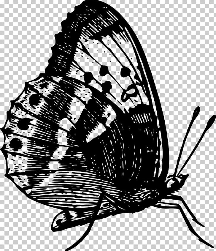 Monarch Butterfly Insect Brush-footed Butterflies PNG, Clipart, Animal, Arthropod, Black And White, Brush Footed Butterfly, Butter Free PNG Download