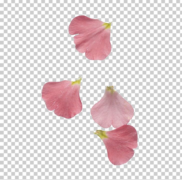 Petal Cut Flowers Leaf PNG, Clipart, Cut Flowers, Digital Image, Email, Flower, Flowering Plant Free PNG Download