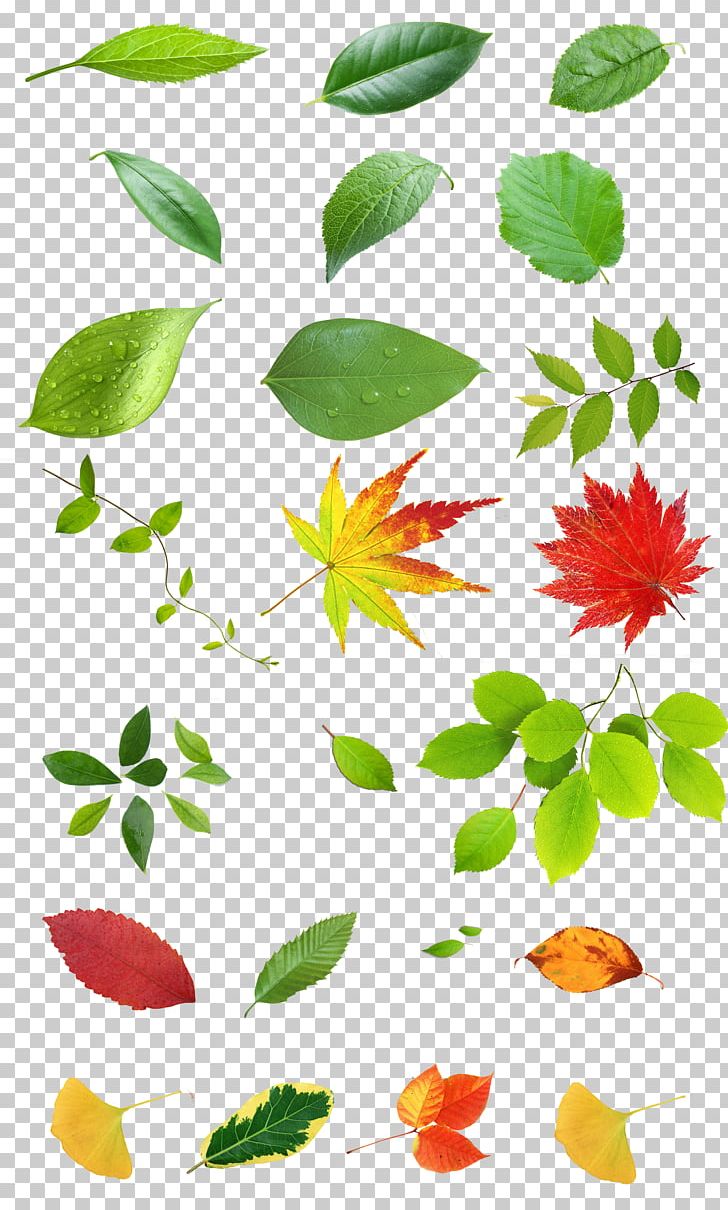 Petal Plant Stem Illustration PNG, Clipart, Autumn Leaves, Banana Leaves, Book, Branch, Element Free PNG Download