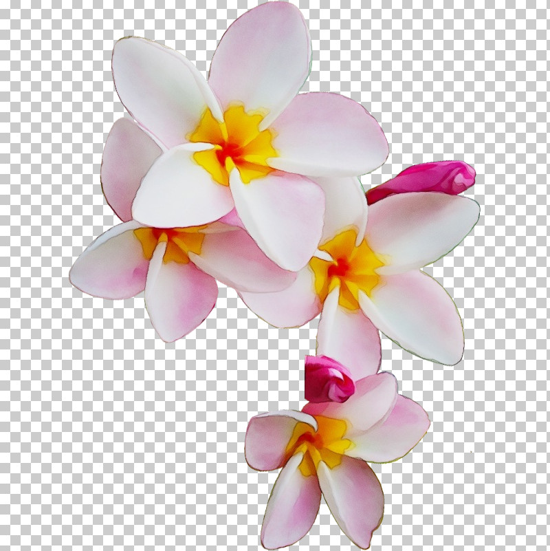 Flower Petal Frangipani Moth Orchid Plant PNG, Clipart, Cattleya, Flower, Frangipani, Moth Orchid, Orchid Free PNG Download