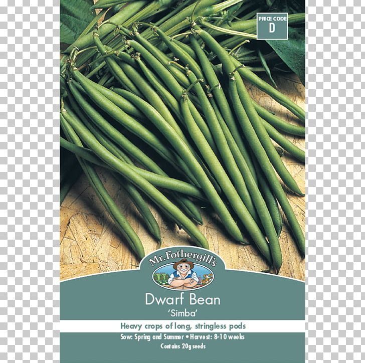 Allium Fistulosum Vegetarian Cuisine Green Bean Vegetable Welsh Cuisine PNG, Clipart, Allium, Allium Fistulosum, Food, Food Drinks, Grass Free PNG Download
