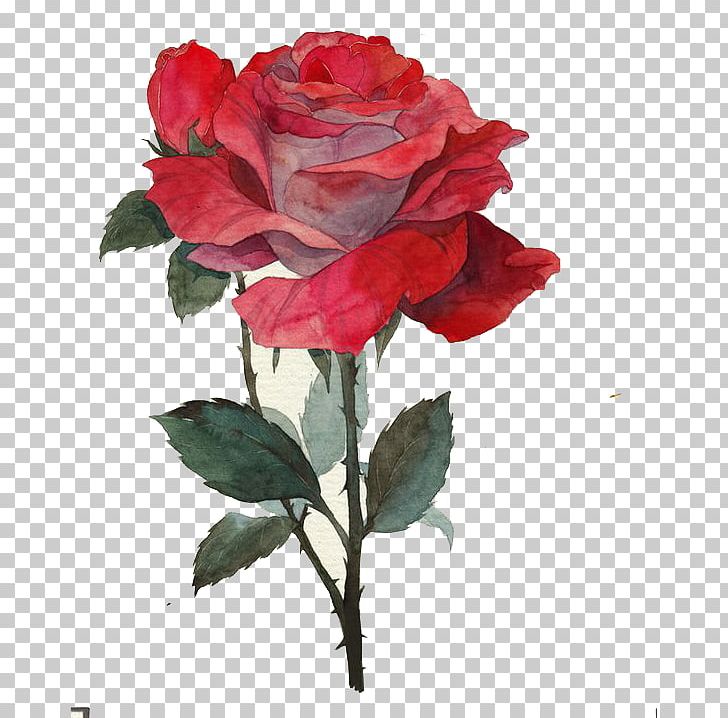 Beach Rose Thorns PNG, Clipart, Artificial Flower, Autumn, Cartoon, China Rose, Color Free PNG Download