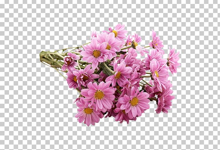 Blog Flower PNG, Clipart, Annual Plant, Blossom, Cherry Blossom, Cicek, Cicekler Free PNG Download