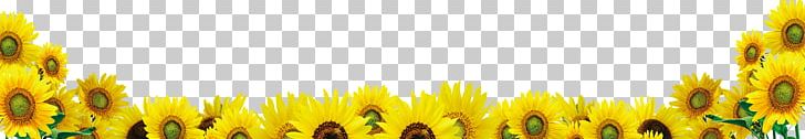 Common Sunflower Google S PNG, Clipart, Commodity, Computer, Computer Wallpaper, Flower, Flowers Free PNG Download