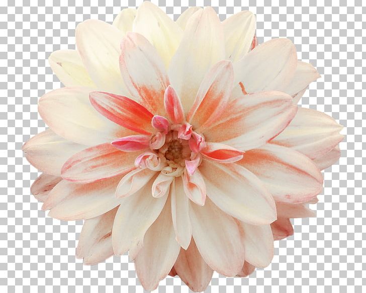 Dahlia Cut Flowers PNG, Clipart, Blossom, Chrysanths, Color, Cut Flowers, Dahlia Free PNG Download