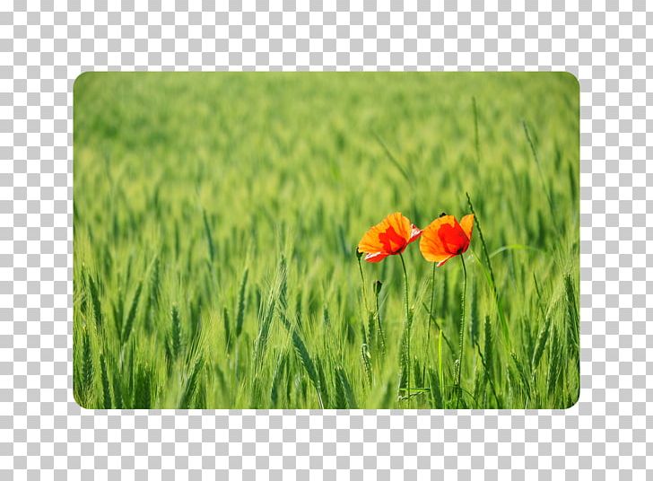 Meadow Wildflower Grasses Commodity Tulip PNG, Clipart, Commodity, Crop, Family, Field, Flower Free PNG Download