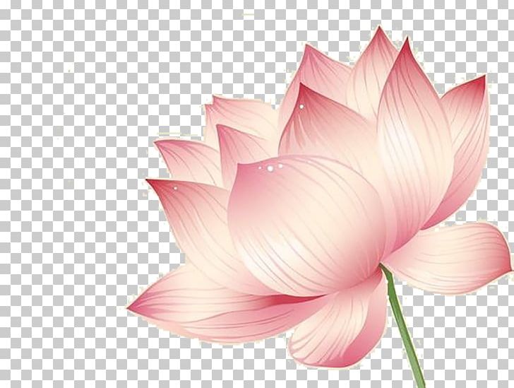 Nelumbo Nucifera Lotus Effect Flower Euclidean PNG, Clipart, Aquatic Plant, Computer Wallpaper, Flowering Plant, Flowers, Golden Lotus Free PNG Download