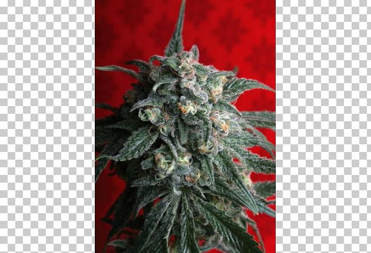 T.h. Seeds Train Seed Bank Cannabis Sativa PNG, Clipart, Autoflowering Cannabis, Cannabis, Cannabis Sativa, Genetics, Grow Shop Free PNG Download