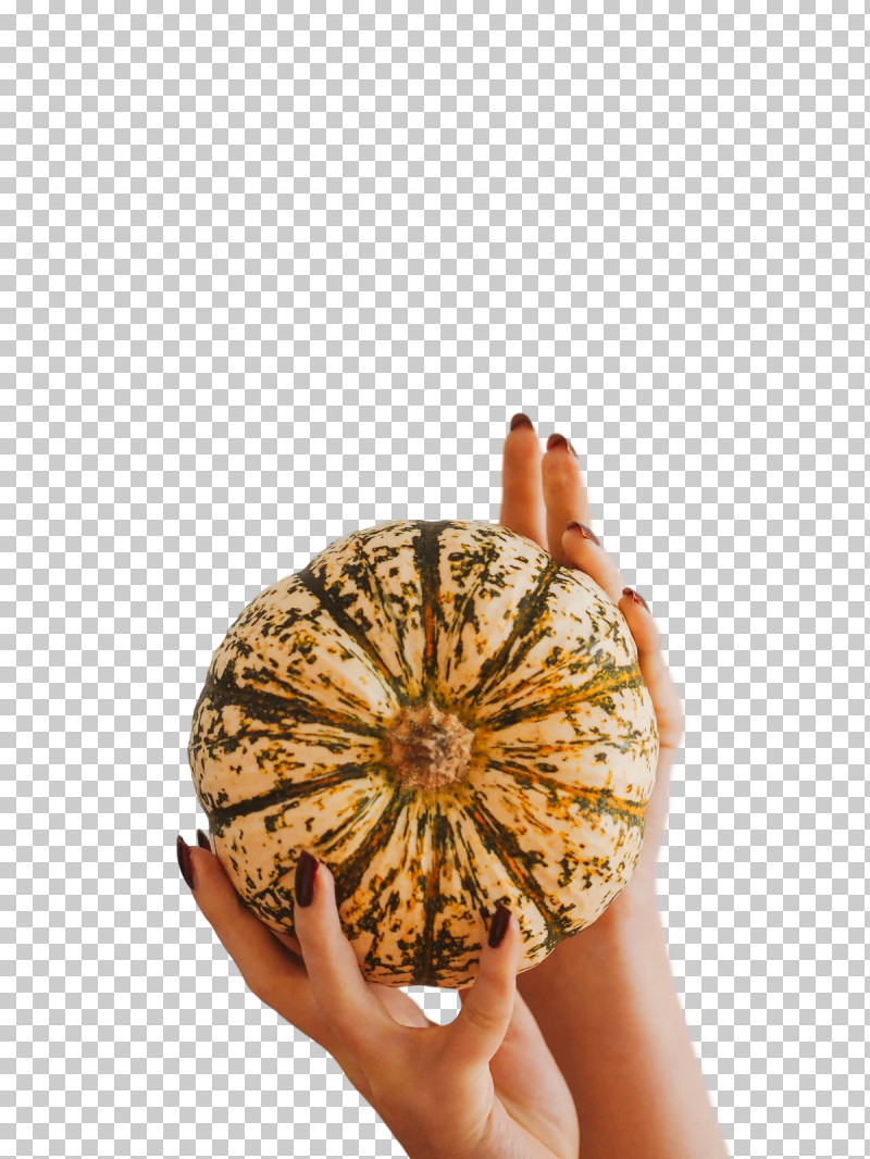 Winter Squash Squash PNG, Clipart, Squash, Winter Squash Free PNG Download