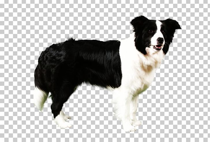 Border Collie English Shepherd German Shepherd Dog Breed Malinois Dog PNG, Clipart, Border Collie, Breed, Breed Group Dog, Cane, Carnivoran Free PNG Download