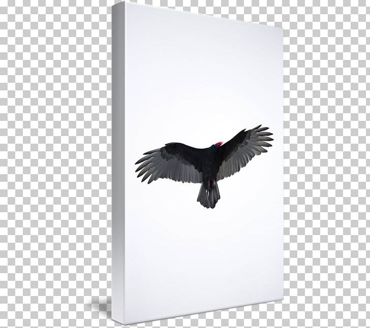Eagle Beak PNG, Clipart, American, Animals, Beak, Bird, Bird Of Prey Free PNG Download