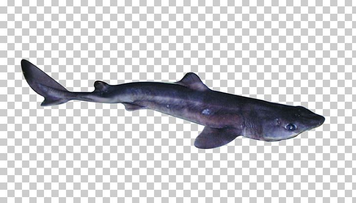 Requiem Sharks Spiny Dogfish Fin Longnose Spurdog Cartilaginous Fishes PNG, Clipart, Animal Figure, Animals, Cartilaginous Fish, Cartilaginous Fishes, Dorsal Fin Free PNG Download
