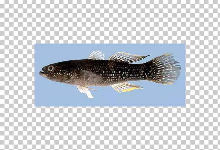 Sardine Fauna PNG, Clipart, Bony Fish, Fauna, Fin, Fish, Herring Free PNG Download