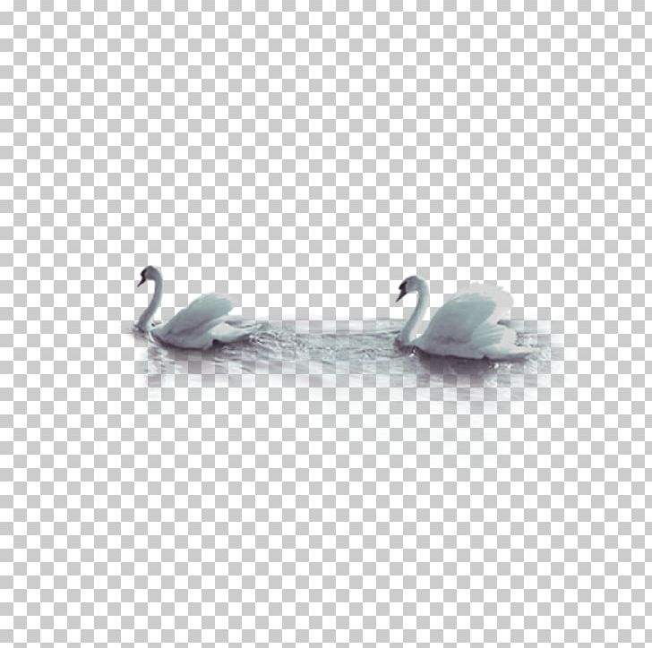 Cygnini Goose Bird PNG, Clipart, Animals, Bird, Black Swan, Body Jewelry, Cartoon Swan Free PNG Download