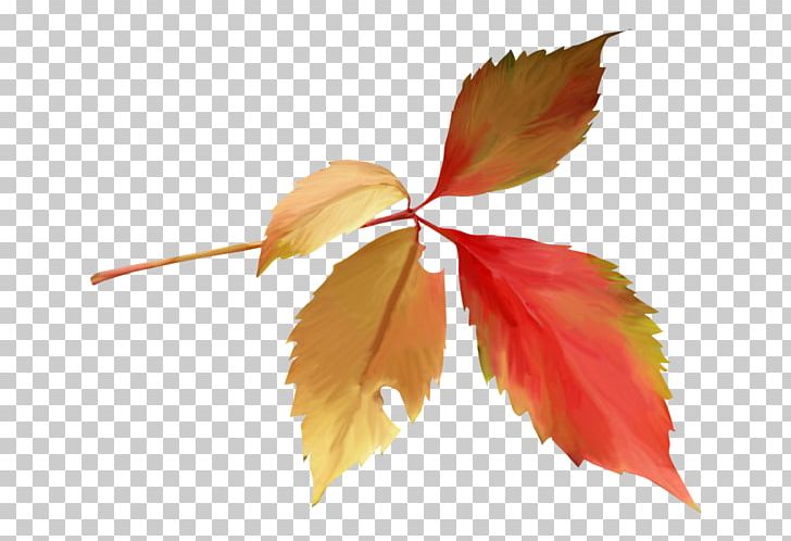 Maple Leaf Petal PNG, Clipart, Leaf, Maple, Maple Leaf, Petal, Plant Free PNG Download