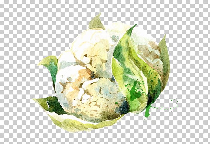 Vegetable Watercolor Painting Drawing Illustration PNG, Clipart, Carrot, Cauliflower, Cauliflower Vector, Drawing Vector, Food Free PNG Download