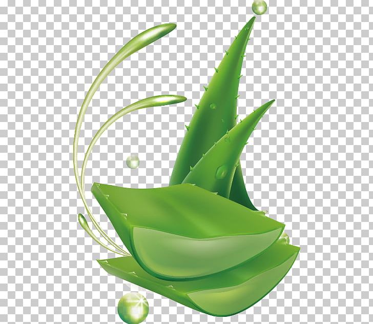 Aloe Vera Lotion Png Clipart All Natural Aloe Aloe Plant Aloe Vector Aloe Vera Free Png