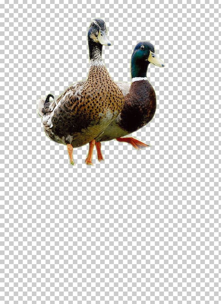 Duck Mallard PNG, Clipart, Adobe Illustrator, Animal, Animals, Beak, Bird Free PNG Download