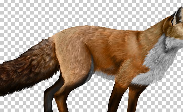 Red Fox Dog Canidae Fur PNG, Clipart, Animal, Animals, Canidae, Carnivora, Carnivoran Free PNG Download