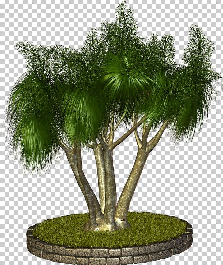 Tree Plant Arecaceae PNG, Clipart, Arecaceae, Arecales, Evergreen, Flowerpot, Gimp Free PNG Download