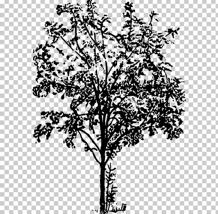 Twig Tree Forest PNG, Clipart, Black And White, Branch, Computer Icons, Desktop Wallpaper, Flora Free PNG Download