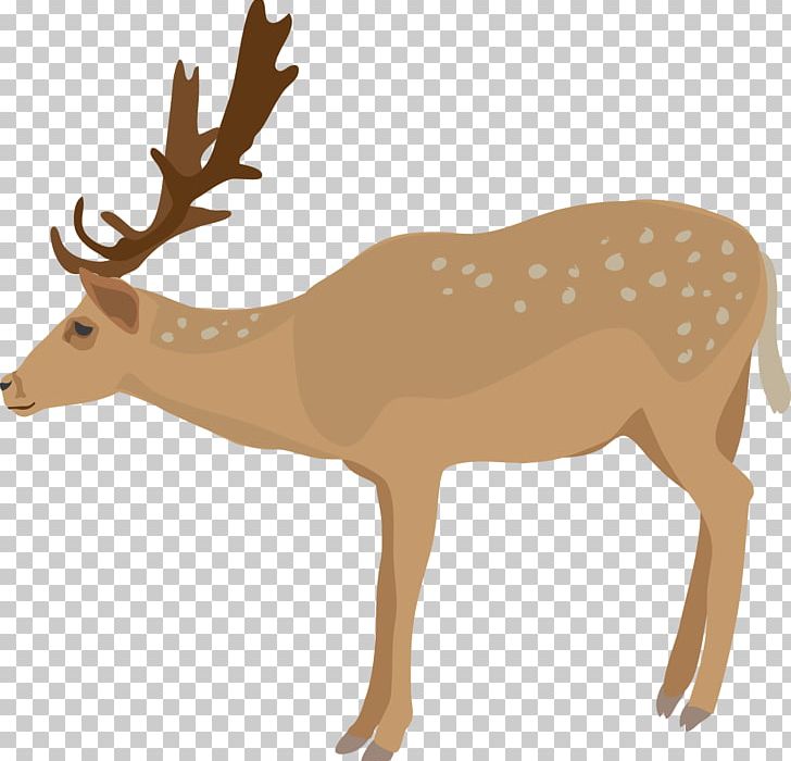 White-tailed Deer PNG, Clipart, Animals, Antler, Clip Art, Deer, Deer Hunting Free PNG Download
