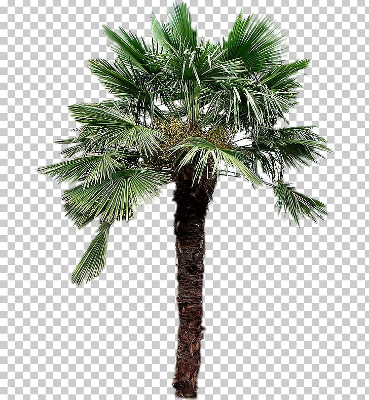 Asian Palmyra Palm Canary Islands Arecaceae Canary Island Date Palm Tree PNG, Clipart, Arecaceae, Arecales, Areca Nut, Areca Palm, Asian Palmyra Palm Free PNG Download