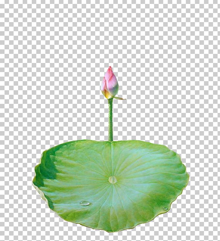 Nelumbo Nucifera Lotus Effect Icon PNG, Clipart, Autumn Leaf, Download, Flower, Google Images, Green Free PNG Download