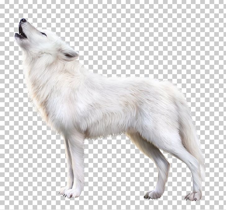 white wolf png