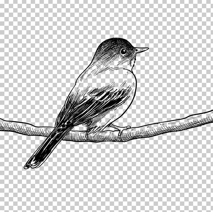 Bird Drawing Painting Poster Sketch PNG, Clipart, Animal, Art, Art Museum, Barbed Wire, Bird Cage Free PNG Download