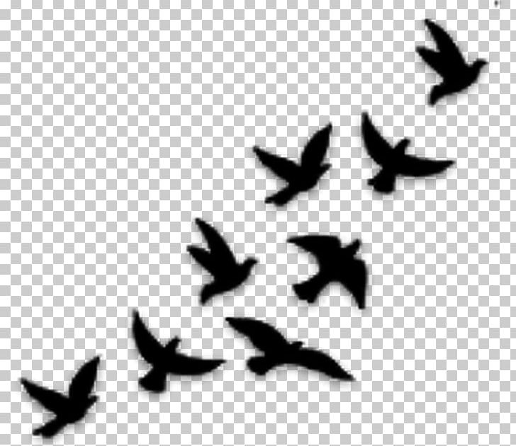 Bird Tattoo Flight Silhouette Drawing PNG, Clipart, Abziehtattoo, Animals, Beak, Bird, Bird Flight Free PNG Download