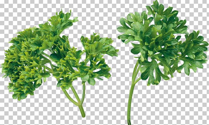 Pizza Herb Parsley Coriander PNG, Clipart, Apiales, Chicken Soup, Condiment, Dill, Food Free PNG Download