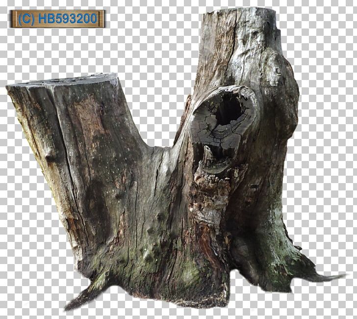 Tree Stump Trunk Root PNG, Clipart, Bark, Bud, Deviantart, Drawing, Information Free PNG Download