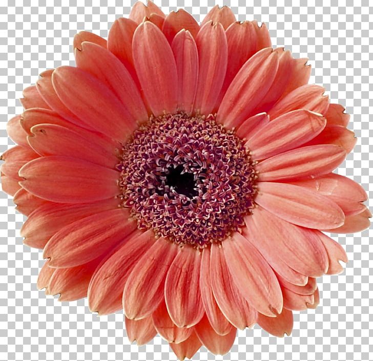 Barberton Daisy Coral Flower Stock Photography PNG, Clipart, Barberton Daisy, Blue, Color, Common Daisy, Coral Free PNG Download