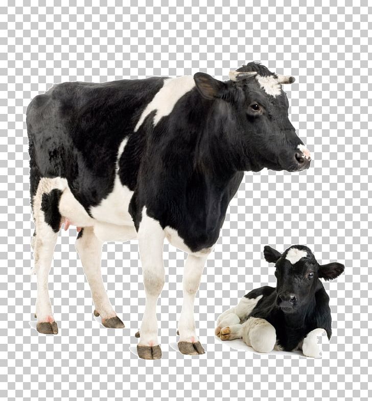 Holstein Friesian Cattle Jersey Cattle White Park Cattle Calf Dairy Cattle PNG, Clipart, Animal, Animals, Biological, Calf, Cattle Free PNG Download