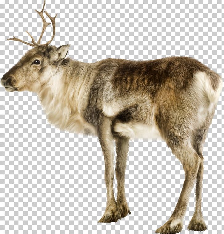 Reindeer Photography PNG, Clipart, Antler, Cartoon, Data Uri Scheme, Deer, Fauna Free PNG Download