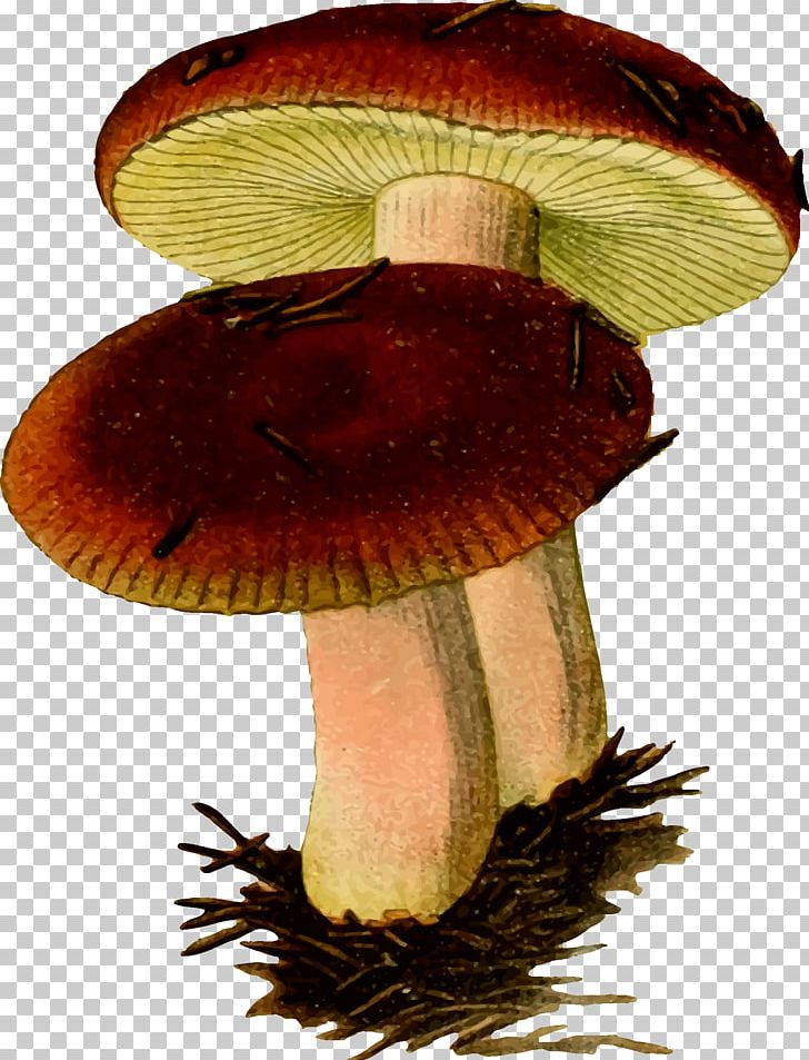 Russula Emetica Mushroom Fungus PNG, Clipart, Agaric, Agaricaceae, Amanita Muscaria, Clip Art, Common Mushroom Free PNG Download