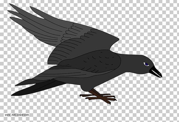 Bird Drawing PNG, Clipart, American Crow, Animals, Beak, Bird, Bird Of Prey Free PNG Download