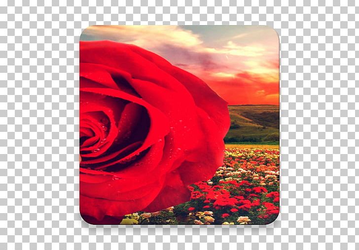Garden Roses Petal Sky Plc PNG, Clipart, Att Teleholdings Inc, Flower, Flowering Plant, Flowers, Garden Free PNG Download