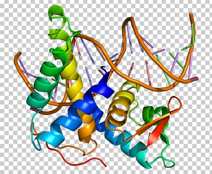 TFDP2 E2F5 E2F4 Protein PNG, Clipart, Area, Artwork, Binding Site, Gene, Human Free PNG Download
