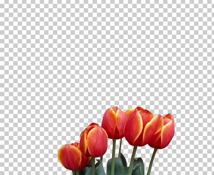 Tulip Cut Flowers Plant Stem Bud Petal PNG, Clipart, Bud, Cut Flowers, Flower, Flowering Plant, Flowers Free PNG Download