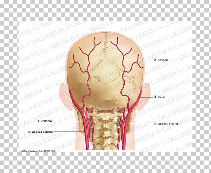 Bone Artery Posterior Triangle Of The Neck Head PNG, Clipart, Anatomy, Artery, Bone, Coronal Plane, Fantasy Free PNG Download