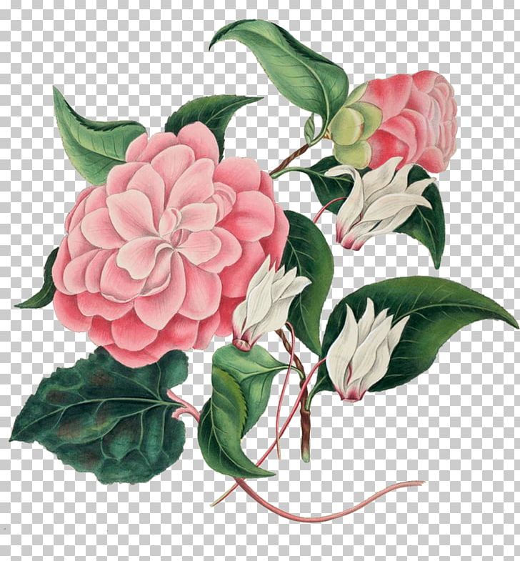 Cabbage Rose Garden Roses Botany Choix Des Plus Belles Fleurs Botanical Illustration PNG, Clipart, Amy Pond, Art, Botanical Illustration, Botany, Camellia Free PNG Download