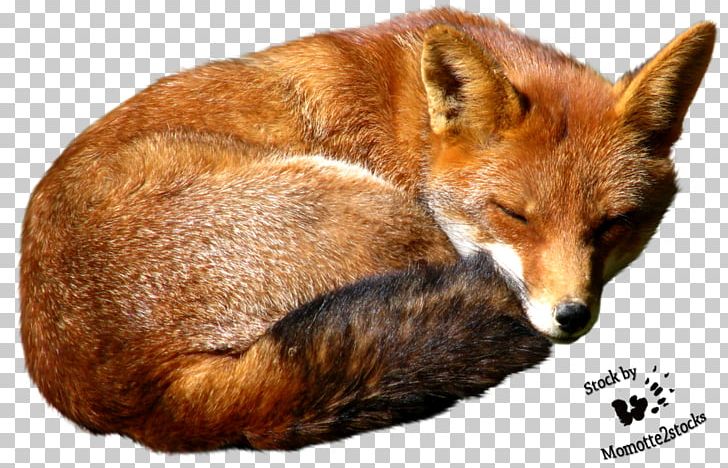Fox PNG, Clipart, Fox Free PNG Download