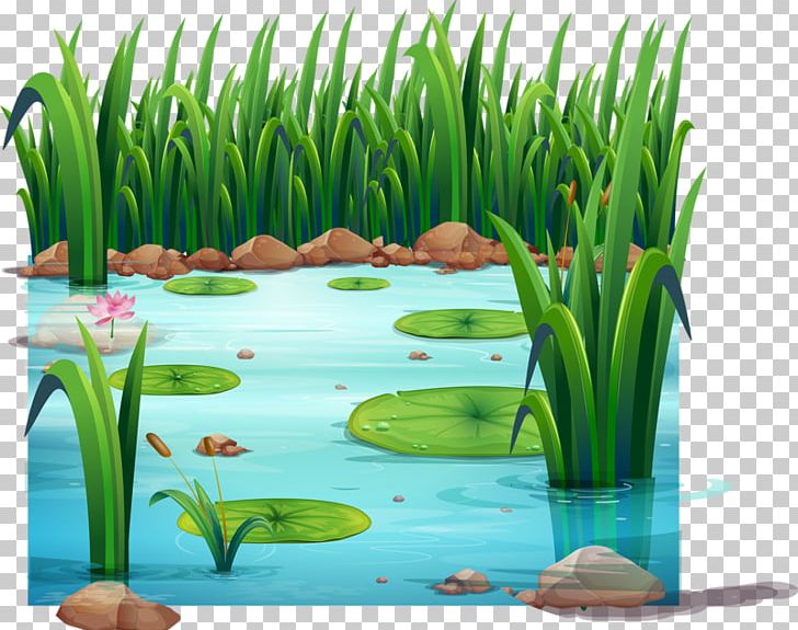 Frog Pond Drawing PNG, Clipart, Animals, Aquarium Decor, Aquatic Plant, Child, Clip Art Free PNG Download