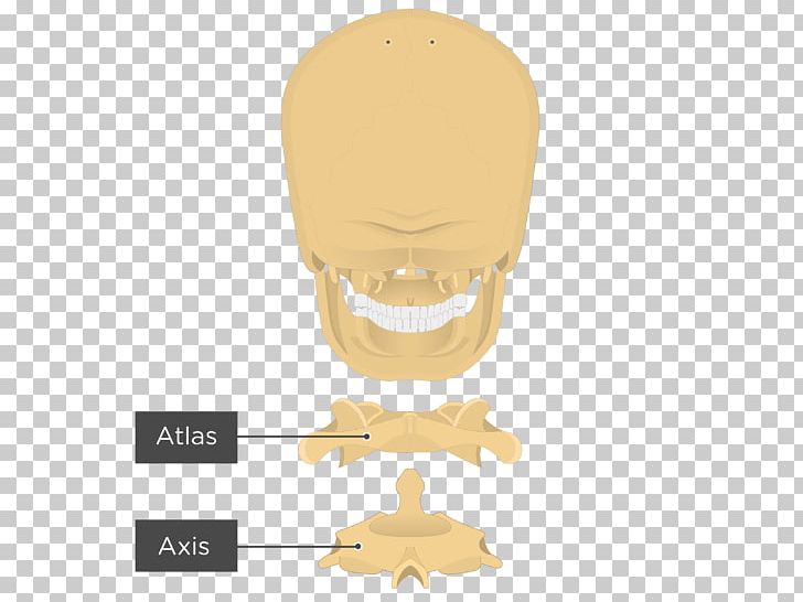 Nose Atlas Axis Bone Joint PNG, Clipart, Anatomy, Atlas, Axis, Bone, Cervical Vertebrae Free PNG Download