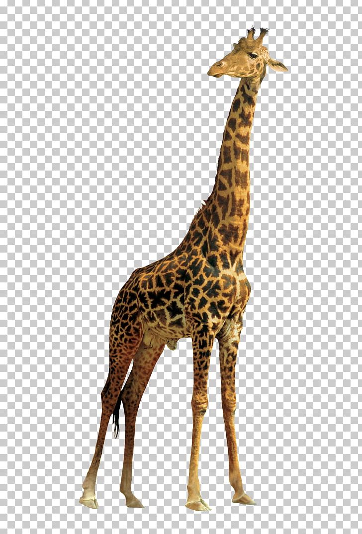 Northern Giraffe Masai Giraffe PNG, Clipart, Animal, Animal Figure, Clip Art, Desktop Wallpaper, Fauna Free PNG Download
