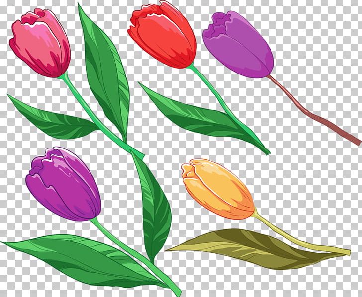 Tulip Flower PNG, Clipart, Drawing, Euclidean Vector, Flower, Flowering Plant, Flowers Free PNG Download