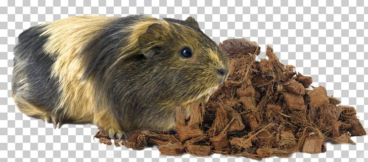 Guinea Pig Rodent Hamster Animal PNG, Clipart, Agouti, Animal, Animal Rights, Animals, Animal Testing Free PNG Download